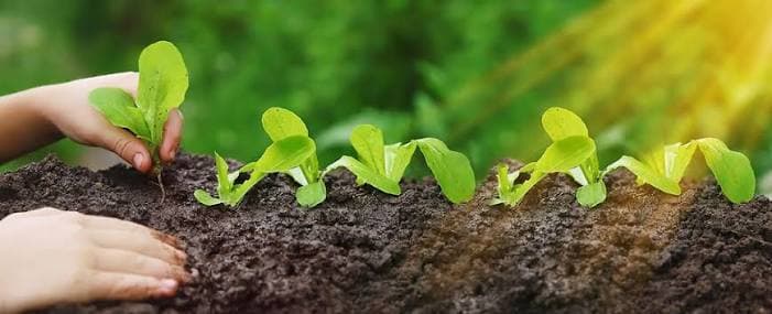 China's Urea Export Restriction: August Lifting Scenarios and Global Market Impact