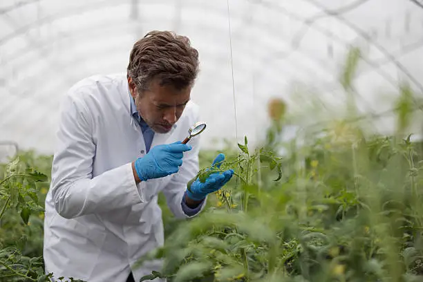 Actualización de la ONU sobre la seguridad alimentaria de los fertilizantes de junio de 2026: los riesgos de suministro son moderados