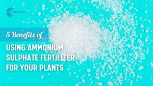 5 Benefits of Using Ammonium Sulphate Fertilizer for Your Plants