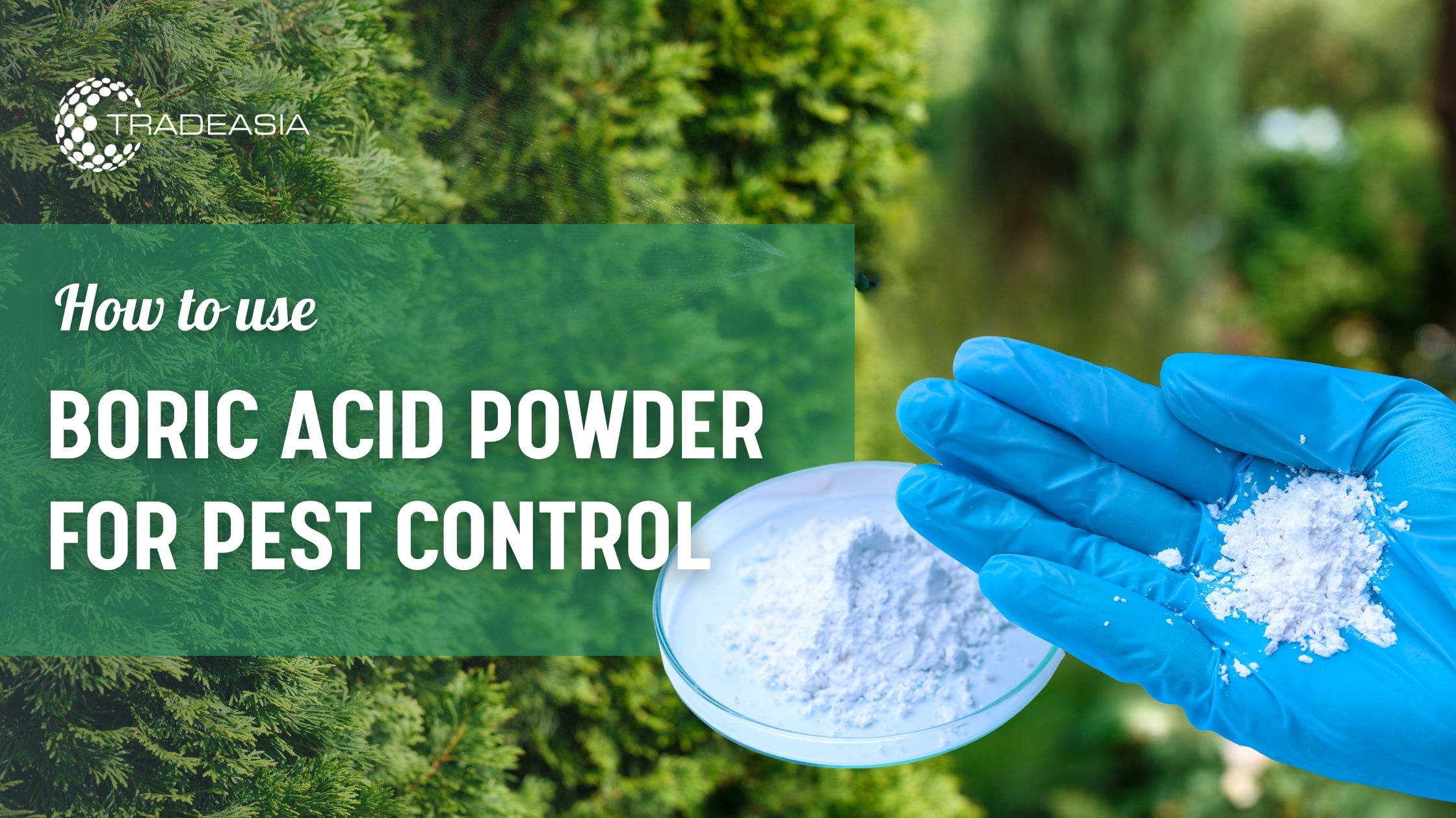 How to Use Boric Acid Powder for Pest Control